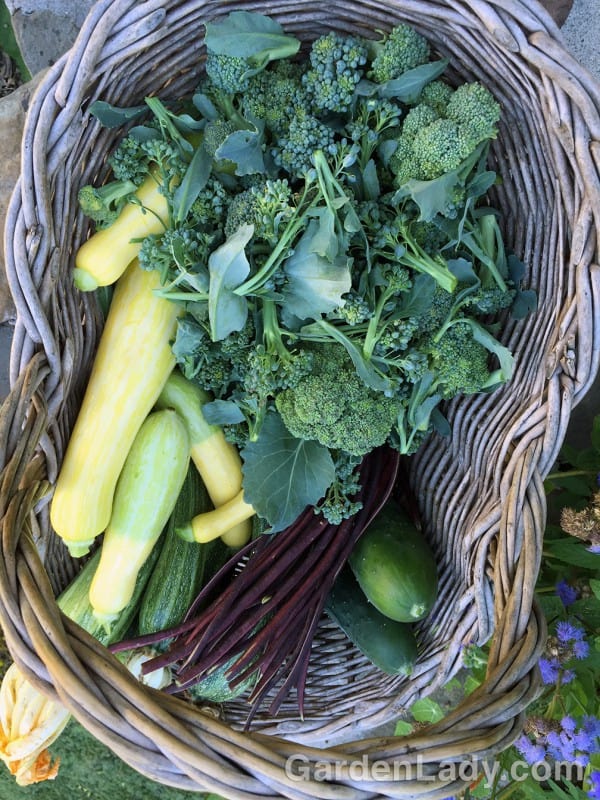 Broccoli Makes Tiny Heads