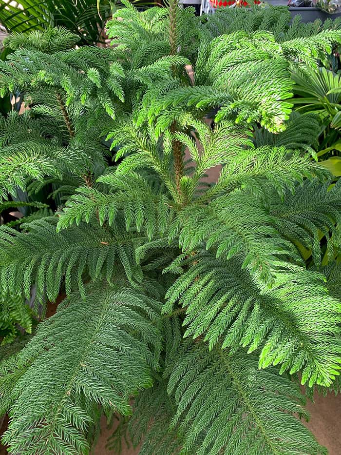 I Love Norfolk Island Pine, aka Araucaria heterophylla