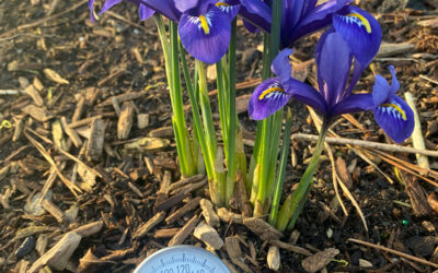 A Postcard From Peas on Saint Patrick’s Day