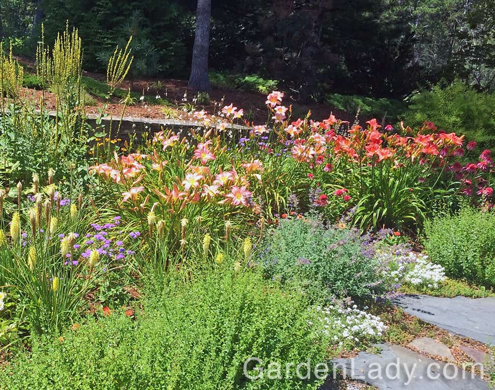 You can see the clear, deep coral flowers of 'South Seas' on the far right of this photo. It's a daylily that blends well with other daylilies, not to mention a host of other perennials and annuals.