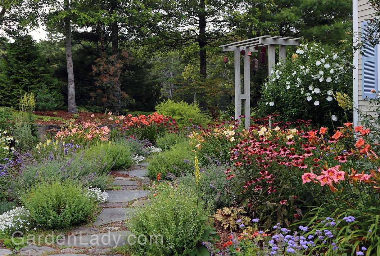 Here's a garden shot showing 'South Seas' on the right of the path and on the left. See how well this daylily works with Echinacea 'Even Saul', Calamintha, Nepeta and 'Blue Horizon' Ageratum.