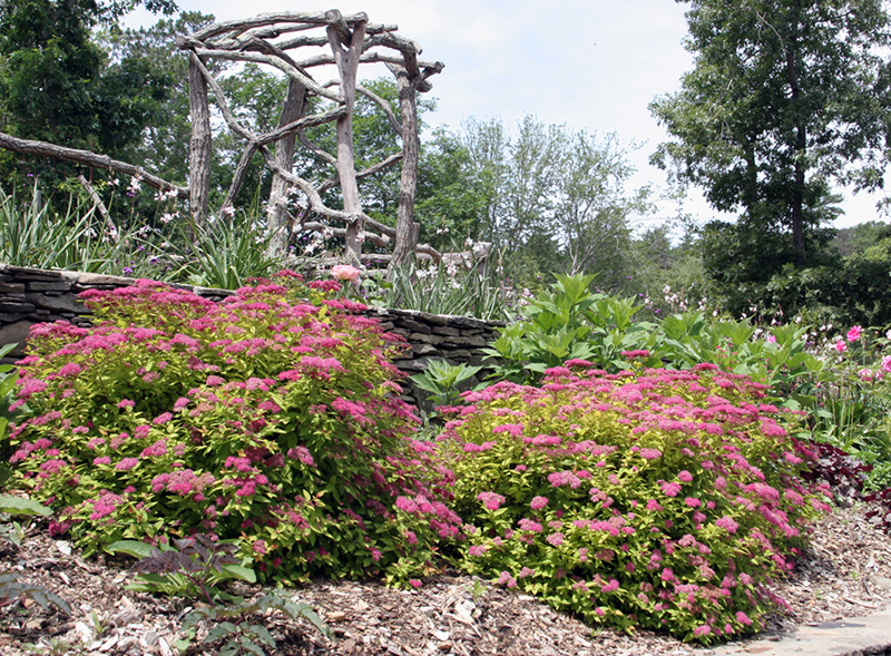 I Love Spirea japonica aka Japanese Spirea