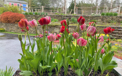 A Postcard From Tulips and Tulip Tips