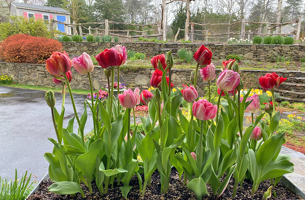A Postcard From Tulips and Tulip Tips