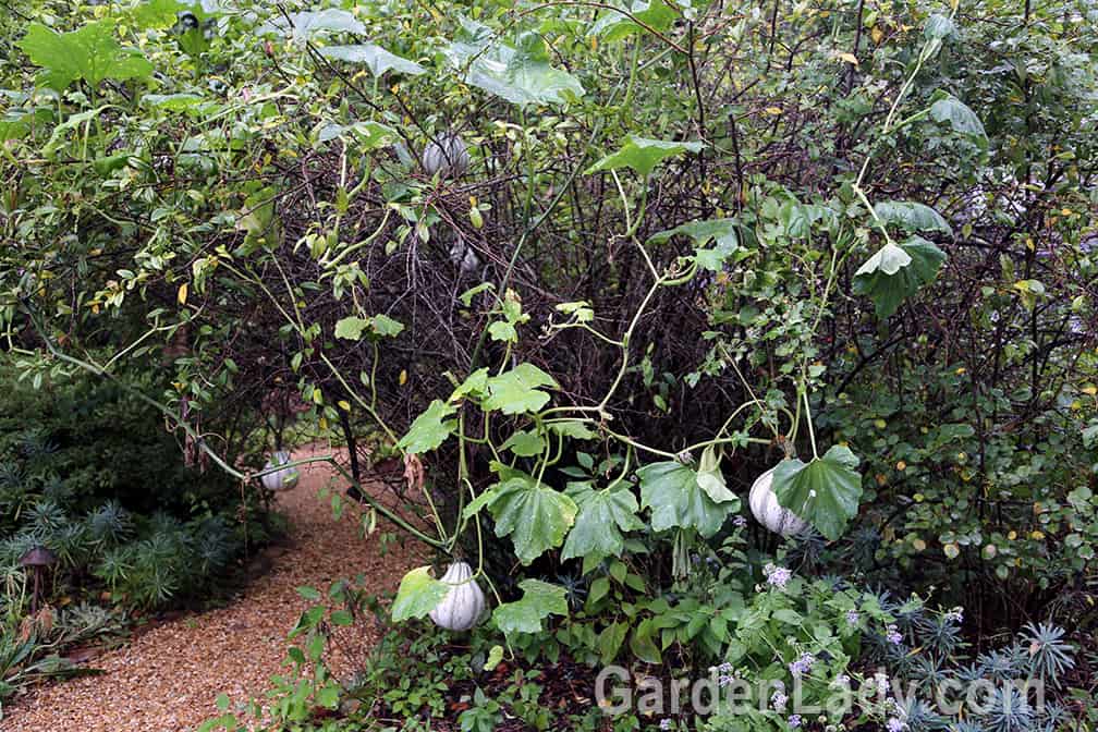 I visited a garden in Atlanta where the owner had planted some very ornamental squash so that they wound in and around shrubs. Now the fruit hang like ornaments. I'm going to try this next year...