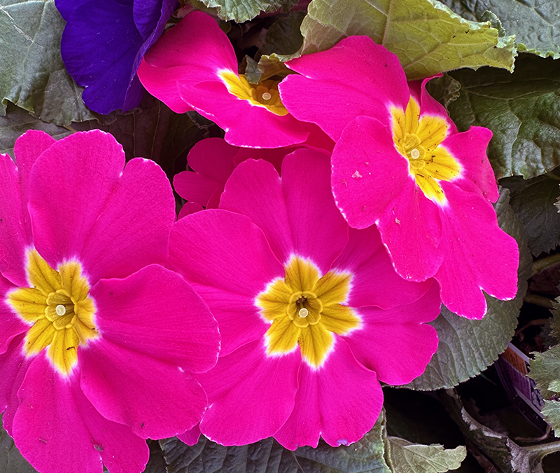 I Love Hybrid Primrose