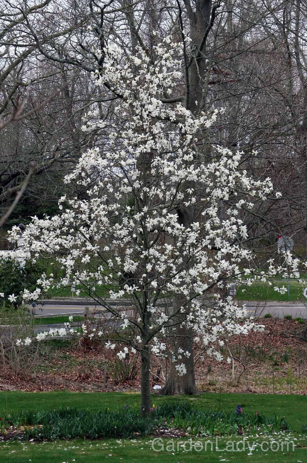Star magnolias maintain a nicely shaped crown all on their own...no major pruning required other than the removal of dead wood and crossed  (rubbing) branches.