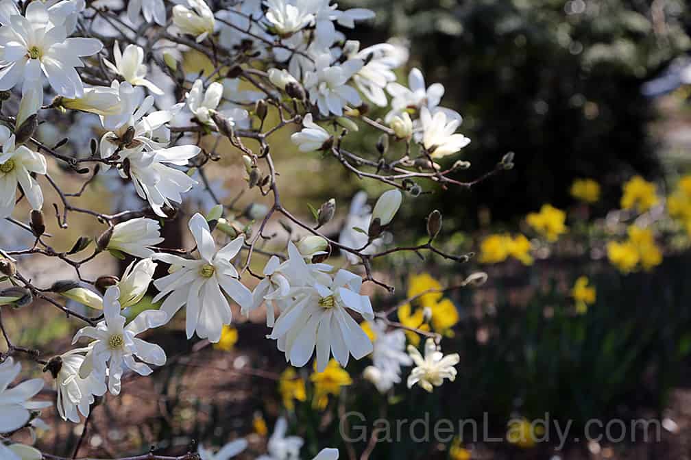 This magnolia is named for the star-like flowers that appear in the very early spring.
