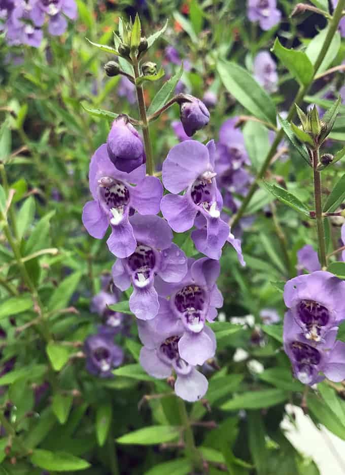 A Fantastic Angelonia For Gardens And Containers