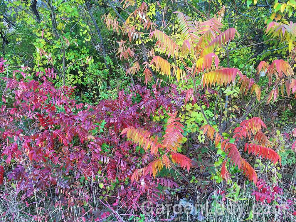 Now I know that these aren't plants that most will want growing in a small yard, but I'm posting this photo of two Sumac varieties to remind you to cherish the native color growing on the roadside. Smooth sumac and staghorn sumac are brilliant in the fall!