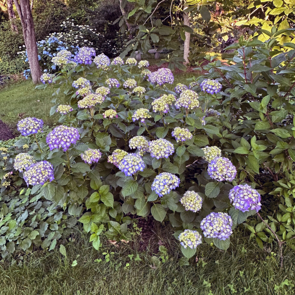 I Love Summer Crush® Hydrangea 