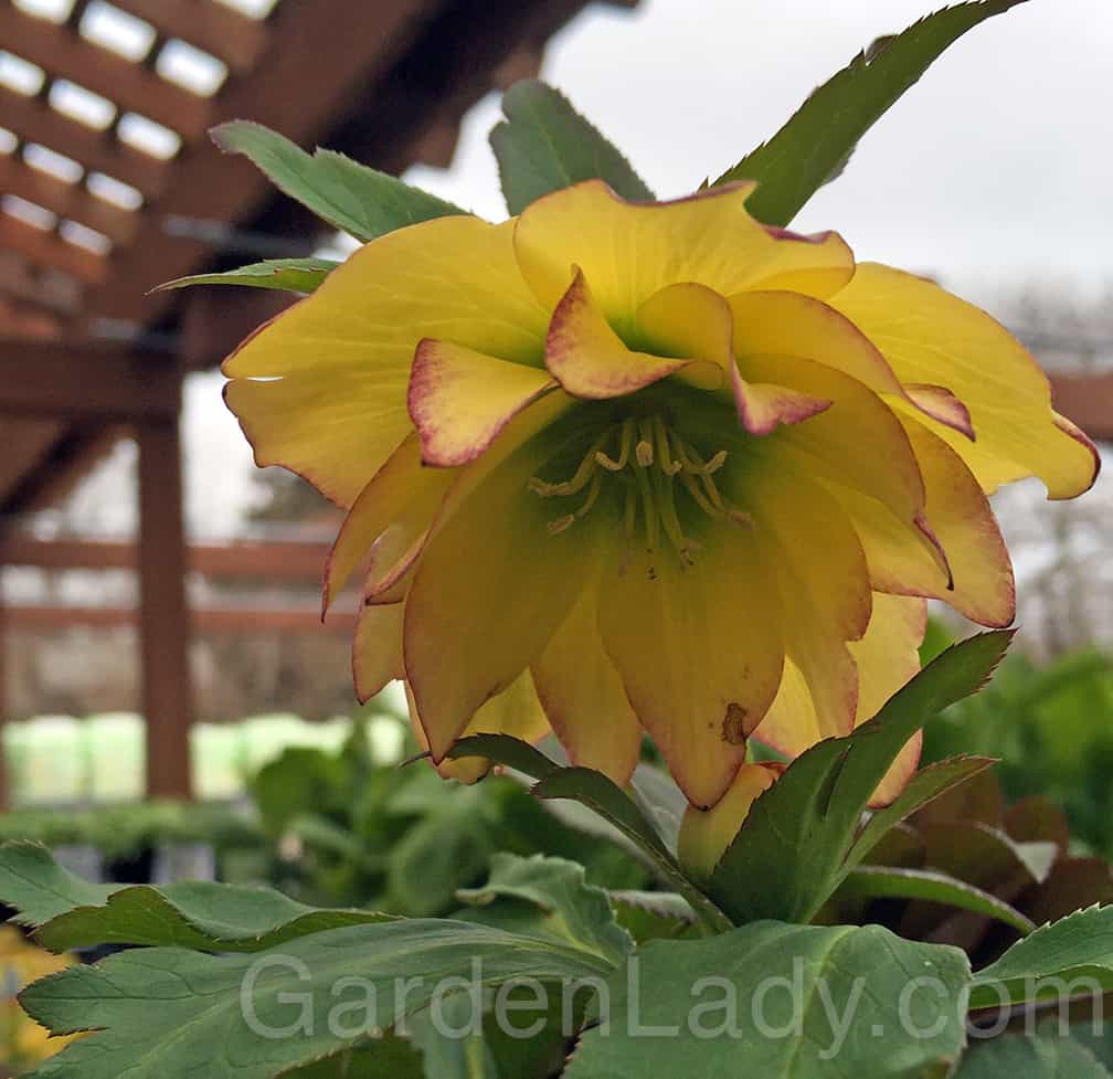 Yellow too! This one is called 'Sunshine Ruffles' - I took one look at this plant at Hyannis Country Garden and said "You're coming home with me!"