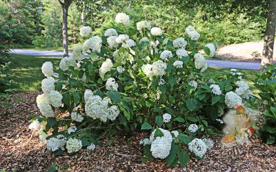 How To Stake Flopping Peonies and Hydrangeas