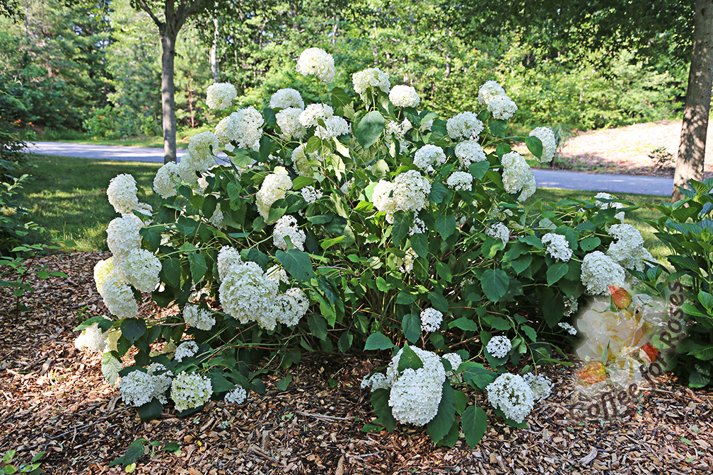 How To Stake Flopping Peonies and Hydrangeas