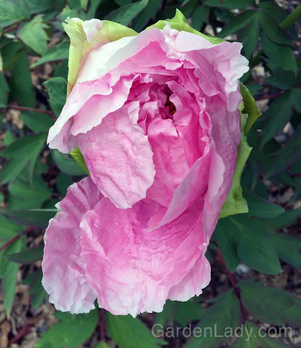 Tree peonies bloom before the herbaceous perennial types, and their flowers are spectacular from bud to full-blown blossom.  