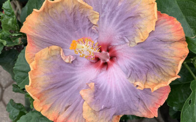 I Love Hibiscus rosa-sinensis aka Tropical Hibiscus