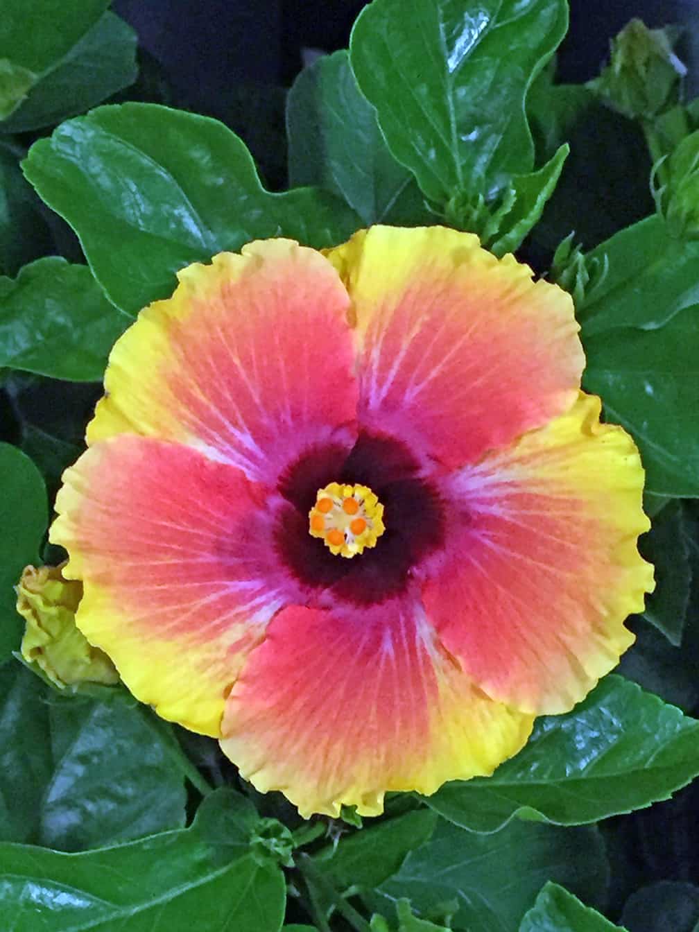 Emerald Goddess Gardens Tropical Hibiscus ‘Bon Temps’ – Live Plant, Hot Pink & Yellow, Starter Size