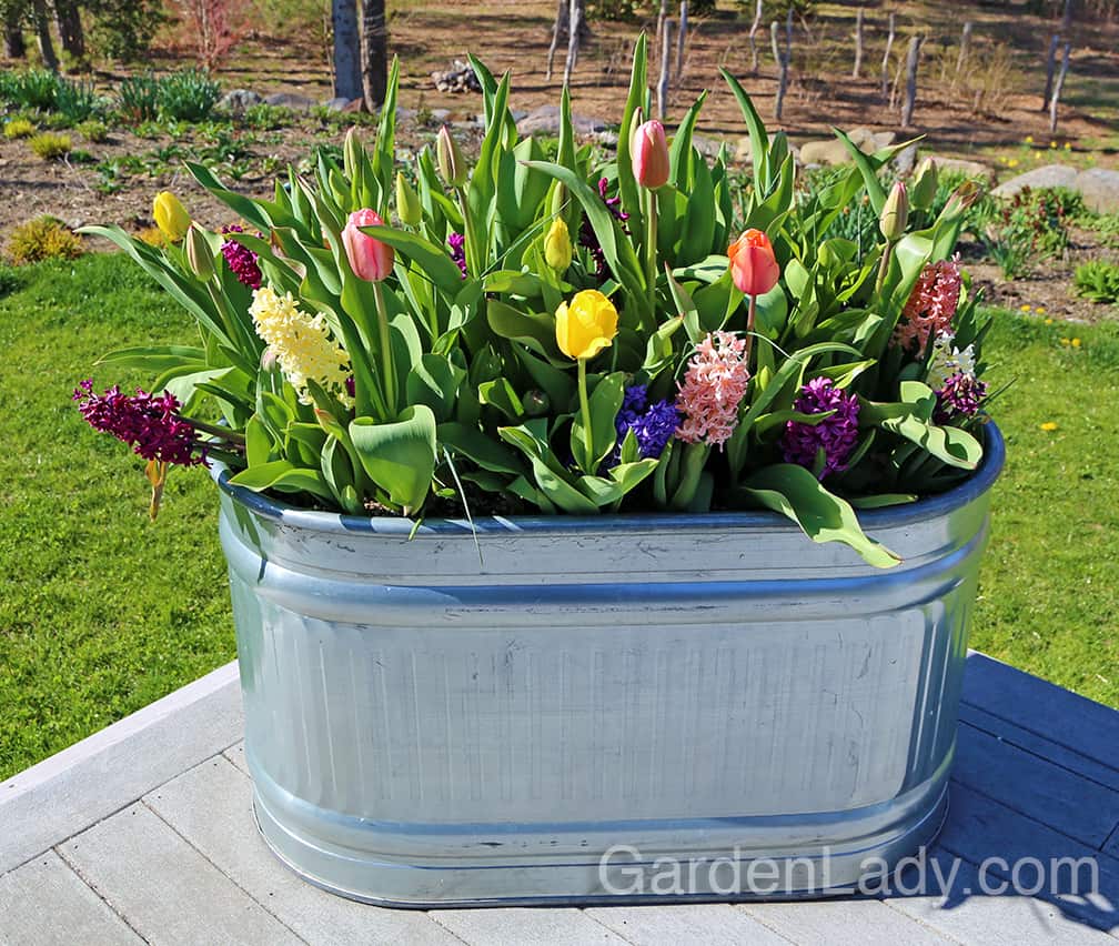 Many would plant these large troughs by the size of the flowers, moving from short on the outside to tall in the center. I decided to shake things up by planting them en masse... the short hyacinths are intermixed with taller tulips and alliums. The alliums might not even come into flower when the rest of the bulbs are blooming...I might even pull all of them out before the alliums bloom. Shake it up. Rock the boat.