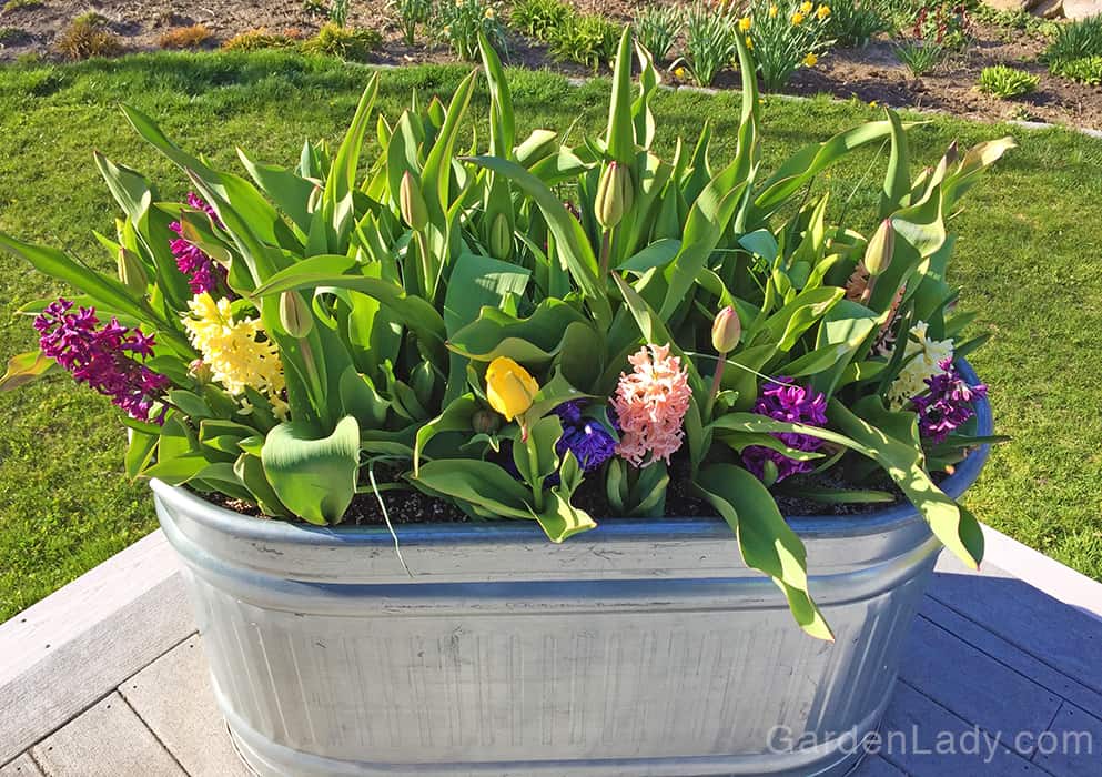 Since hyacinths flower before tulips, mixing these together in a jumble makes a pretty planting. The hyacinths emerge first and bloom while the tulips are getting going. As the hyacinths begin to fade and fall, the tulips take over the show.