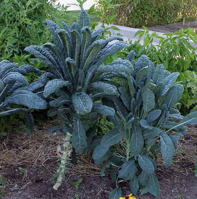 Tuscan Kale: A Must-Grow Vegetable