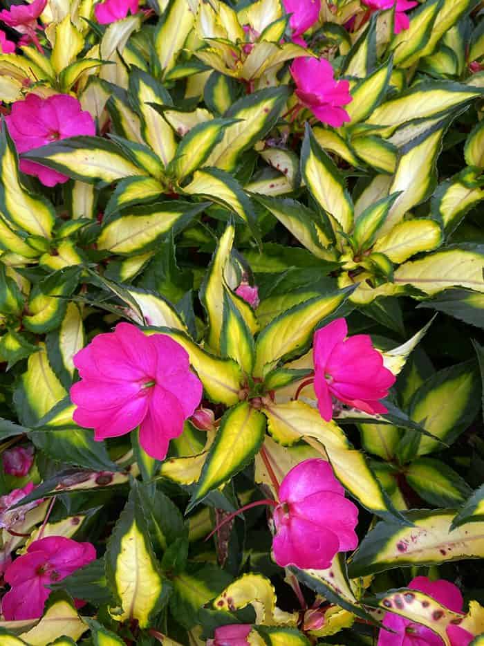 I Love Variegated New Guinea Impatiens GardenLady Com   Variegated New Guinea Imatiens 700x934 