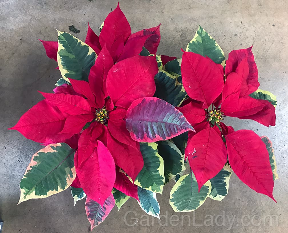 This is one of my all time favorite Poinsettias. Not only do you have the variegated foliage and coral-red bracts, but you can plant this outside in your summer containers in may for a foliage-interest plant all season.