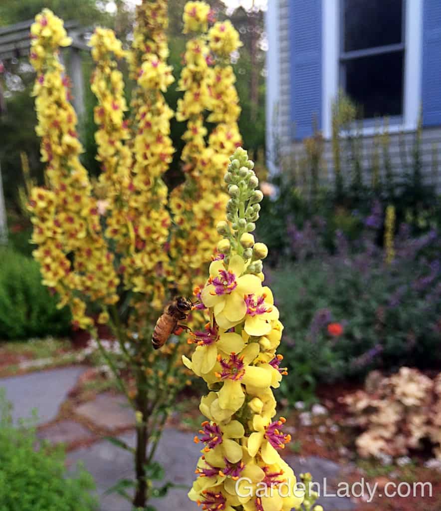 Коровяк Verbascum Honey Dijon