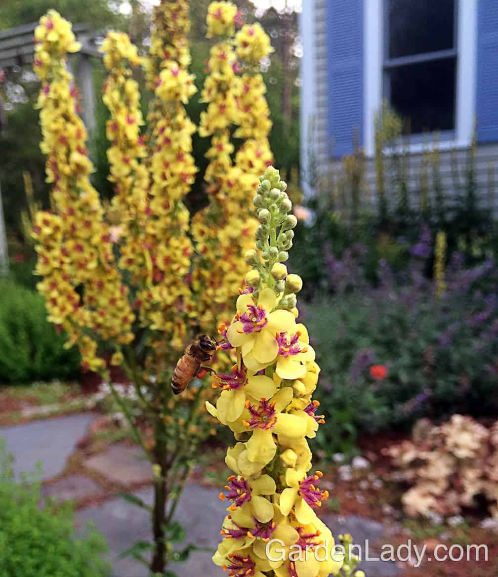 All types of bees love Verbascum, so it's a good plant for attracting pollinators and supporting honey bees.