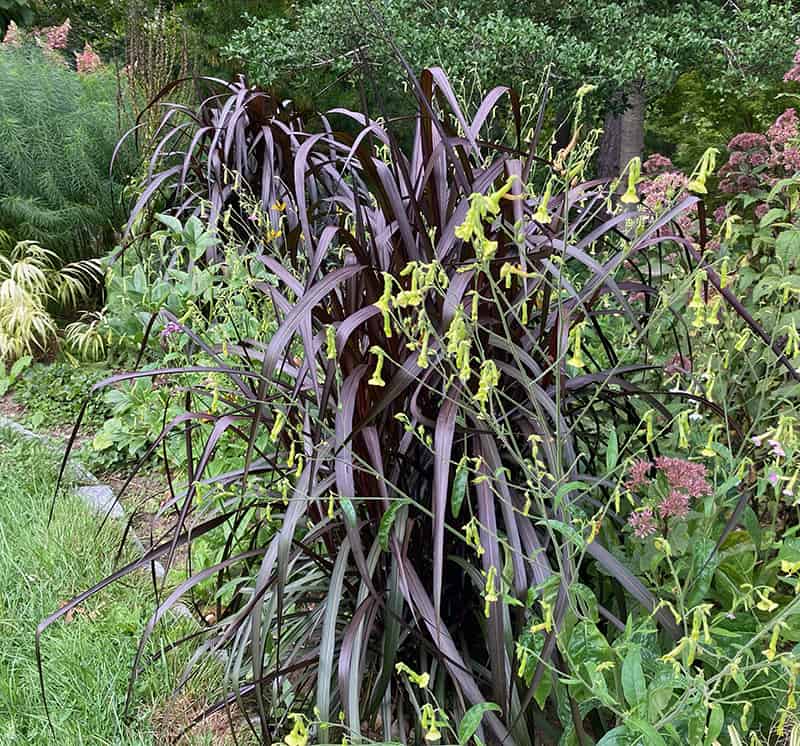 I Love Pennisetum purpureum ‘Tift 8’ aka Vertigo Fountain Grass