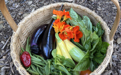 Planning for the Vibrant Harvest ~ Plus a Postcard From Seeds