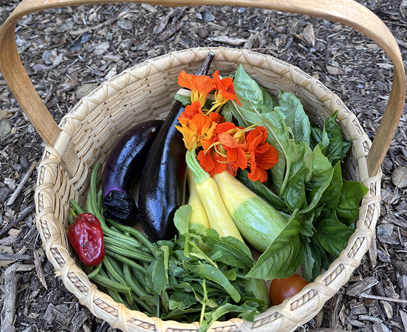 Planning for the Vibrant Harvest ~ Plus a Postcard From Seeds