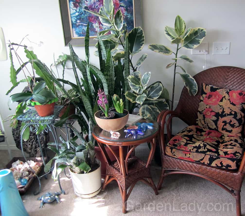 This is my mother's living room when she was in assisted living. On the far right, behind the shells and plants, you can see the driftwood, leaning against the wall.