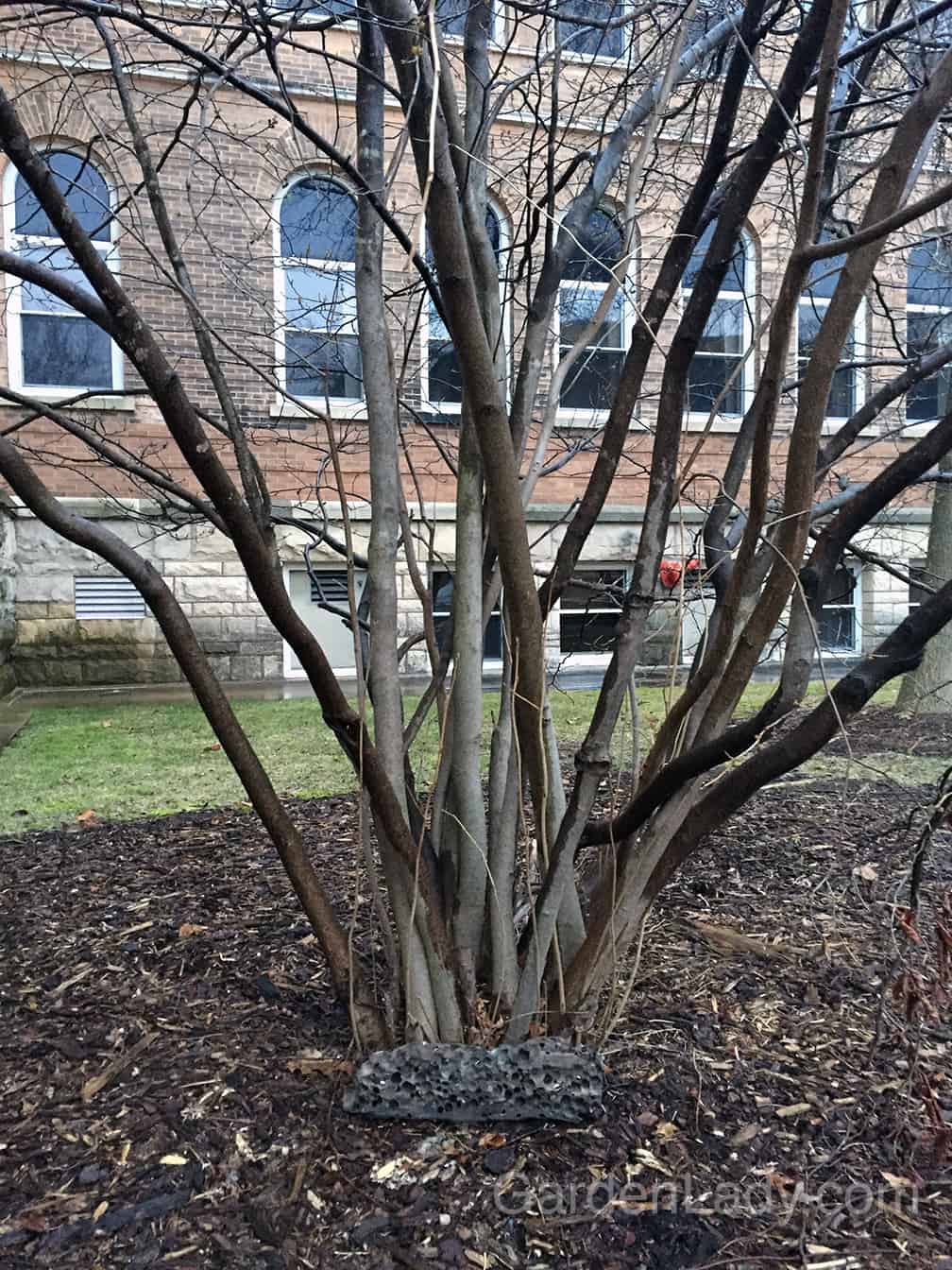 I put the small section that broke off under a shrub at the University by "Old Main." The landscapers might have swept it away by now, but I could imagine my father smiling as I snuck it under this bush near the parking lot.