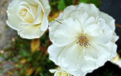 A Postcard From White FLowers