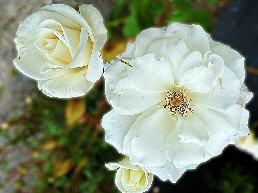 A Postcard From White FLowers