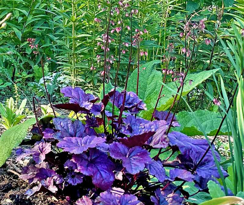 I Love Dolce® ‘Wildberry’ Heuchera ~ AKA Coral Bells