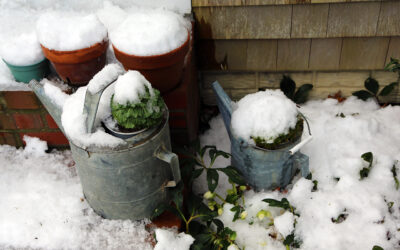 Plants in the Snow and Ecological Gardening