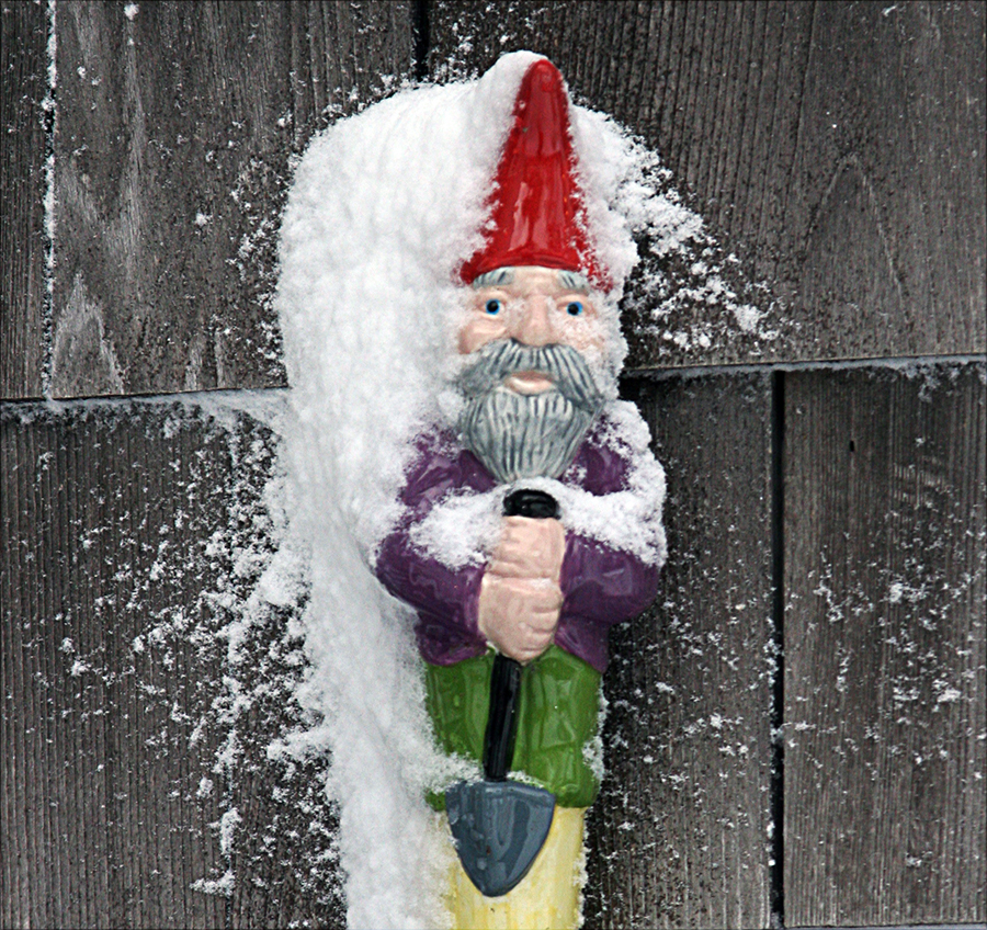 winter in the garden