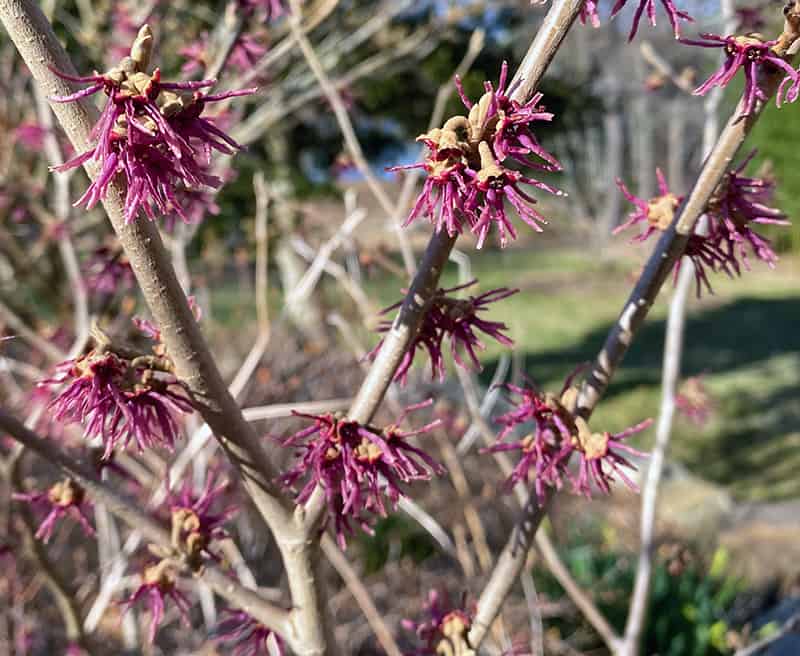 closeup of the thread-like flowers of the witch hazel. This one is dark