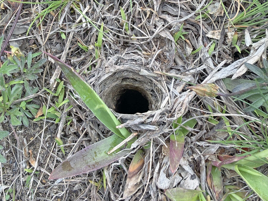 Wolf Spiders and an Insect Safari