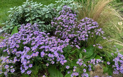 I Love Aster novi-belgii ‘Wood’s Blue’ aka Wood’s Blue aster.