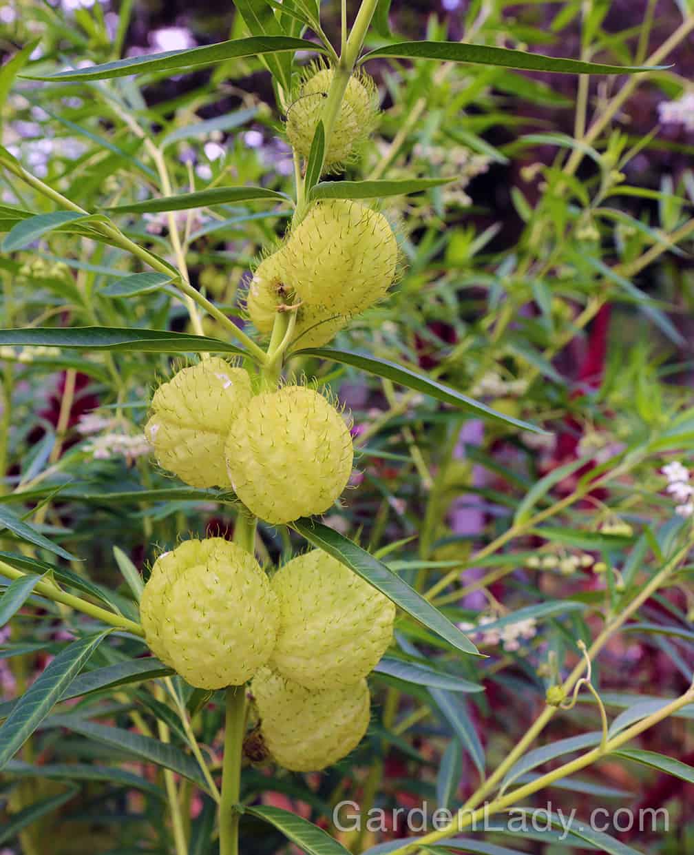 Hairy Balls and Pollinators…You Can Grow That!