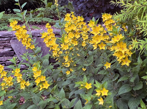 I Love Lysimachia punctata aka Circle Flower | GardenLady.com