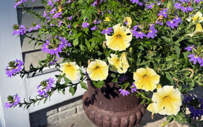 Postcard From August Petunias