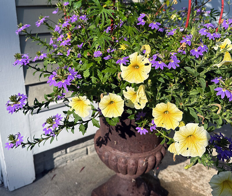 Postcard From August Petunias