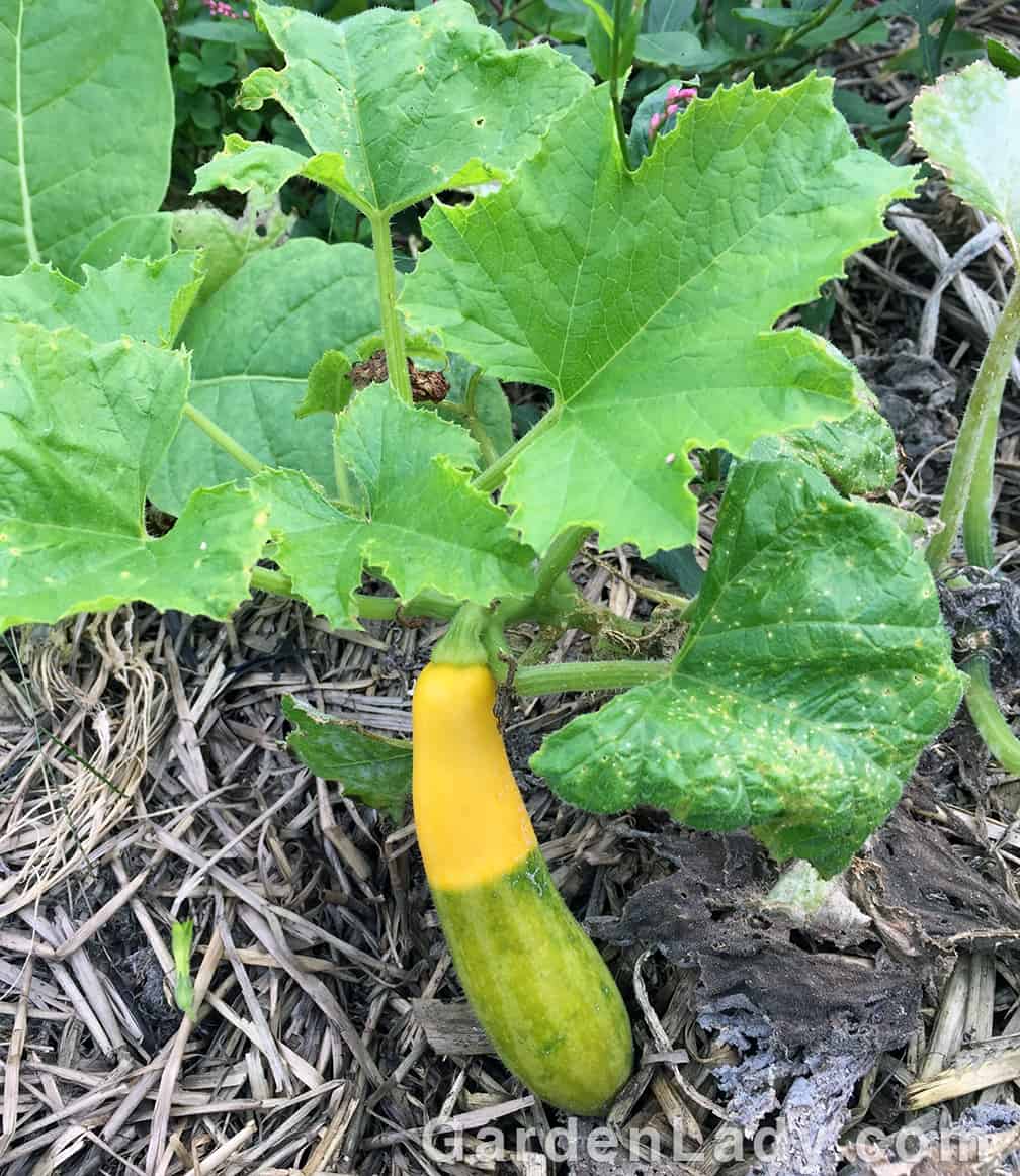 The two-tone Zephyr squash are easy to spot in the garden. But even better, are also YUMMY. A nutty flavor. You almost don't have to add seasoning.