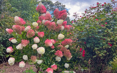 Hydrangea Care in the Fall ~ Q & A