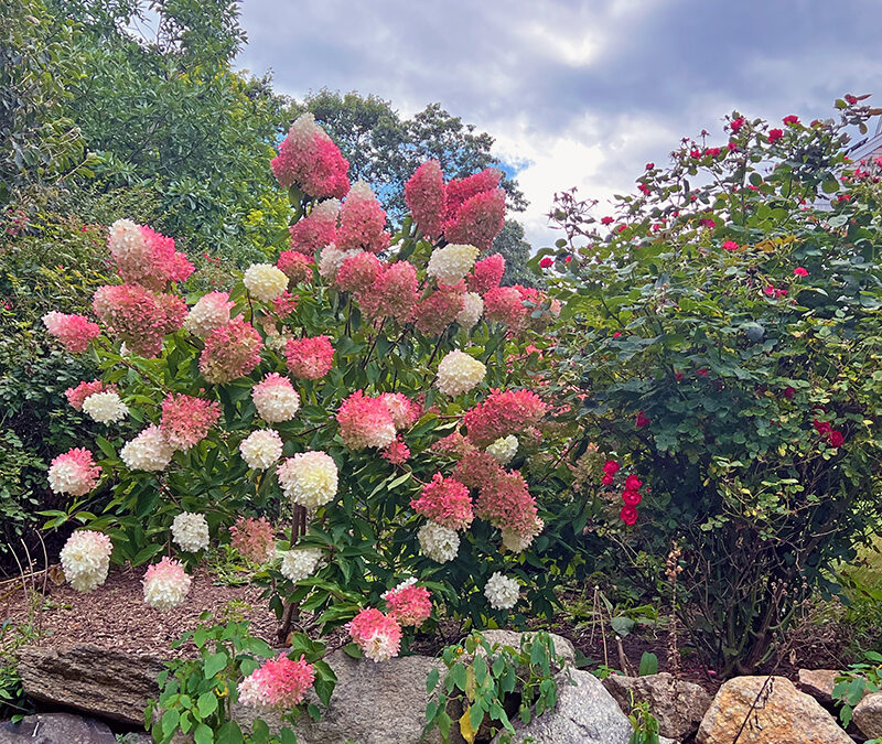 Hydrangea Care in the Fall ~ Q & A