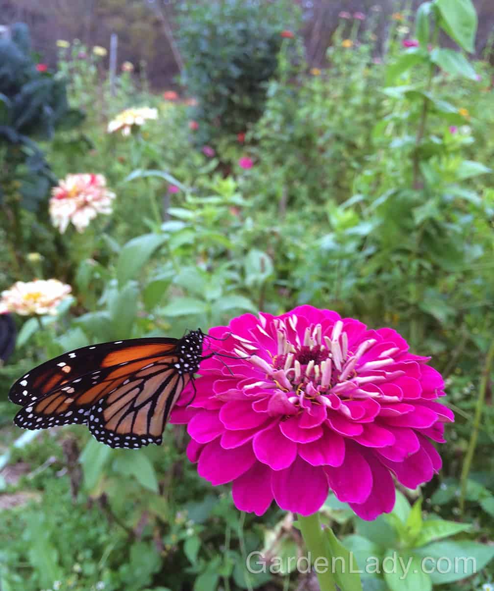 Zinnias are a favorite flower for many butterflies. Plant them to support the return of the Monarchs and others.