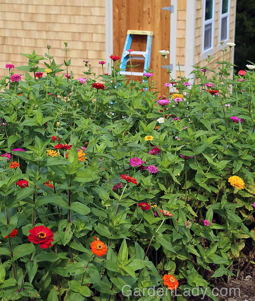 In a cutting garden you can plant zinnias close together. Plant seeds in the ground about 6 inches apart. Rows should be about two feet apart. Don't plant zinnia seeds too early in the spring - these are plants from Mexico so they like their HEAT!
